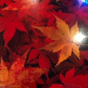 Meet your Posher, Migmar